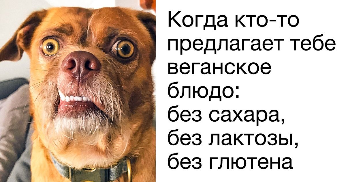 Пса Бэкона забрали из приюта, и сегодня он стал звездой интернета благодаря своей неповторимой мимике Пса Бэкона забрали из приюта, и сегодня он стал звездой интернета благодаря своей неповторимой мимике