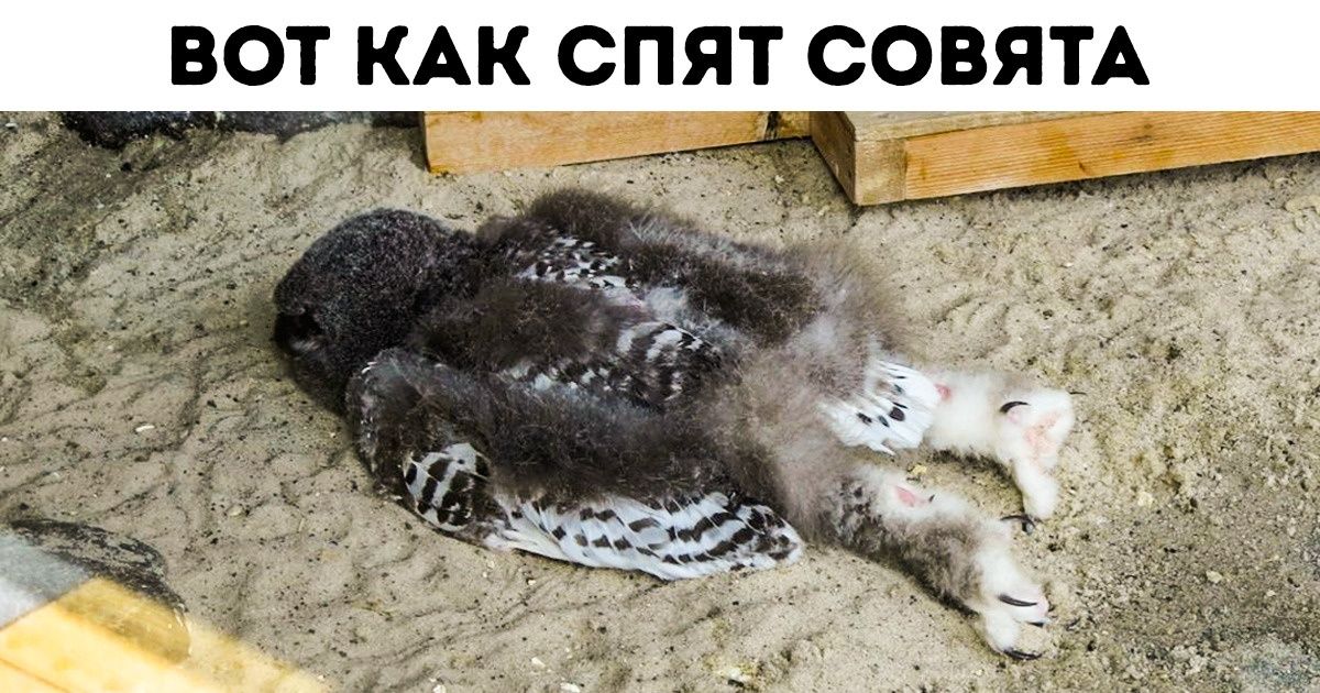 10+ фактов о животных, которые впечатлили бы даже вашего учителя биологии