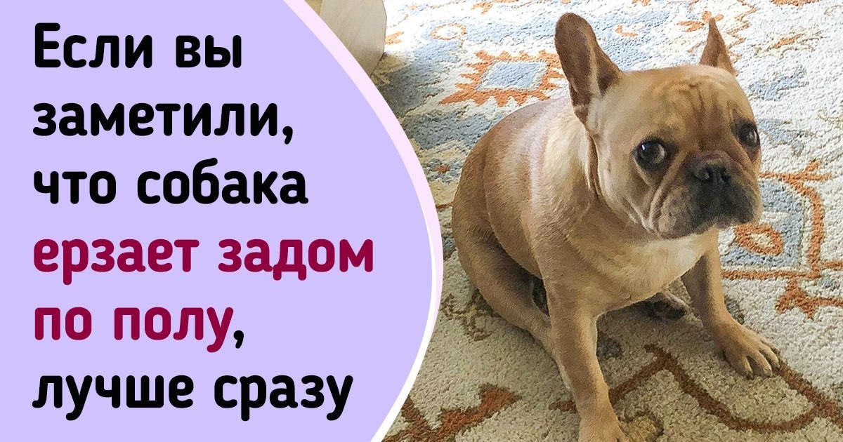 10 собачьих привычек, которые мы все это время понимали неправильно