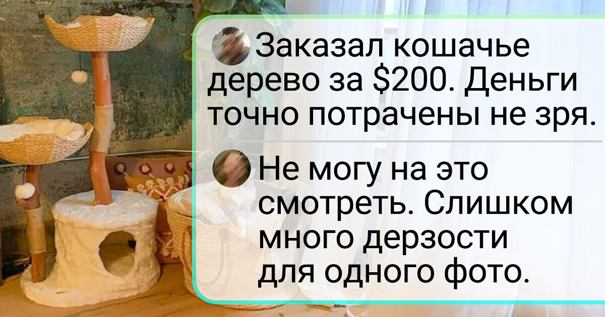 20+ активных питомцев, которые не дают своим хозяевам расслабиться и заскучать 20+ активных питомцев, которые не дают своим хозяевам расслабиться и заскучать