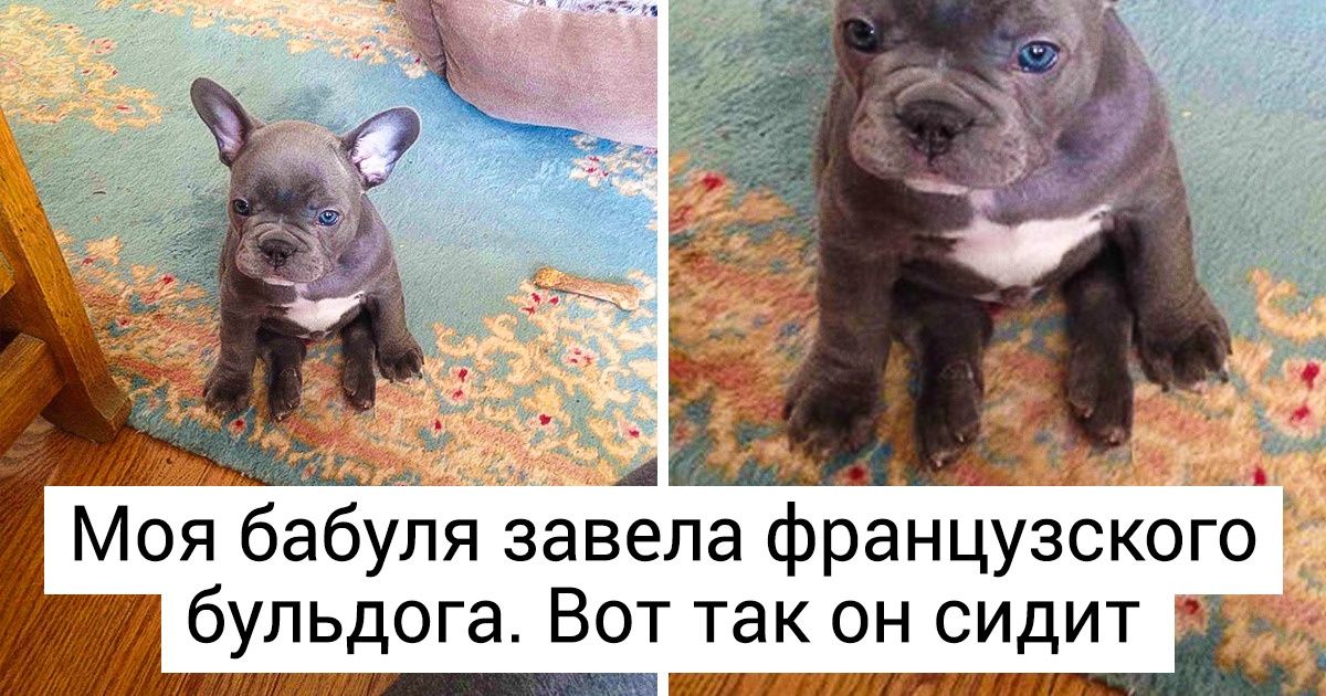 30 фото, которые докажут, что с бульдогом никогда не соскучишься