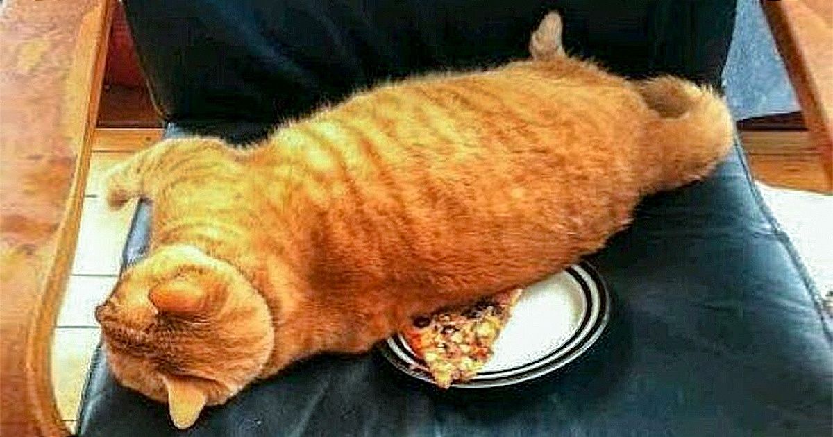 30 примеров кошачьей тирании, в которых узнает себя каждый, кто имел дело с пушистыми хулиганами