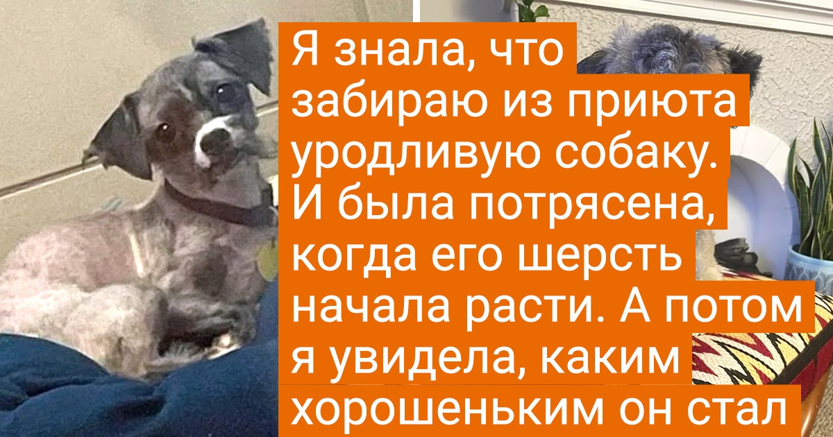 20+ животных, которые прошли путь от брошенных бедолаг до избалованных королей диванов 20+ животных, которые прошли путь от брошенных бедолаг до избалованных королей диванов