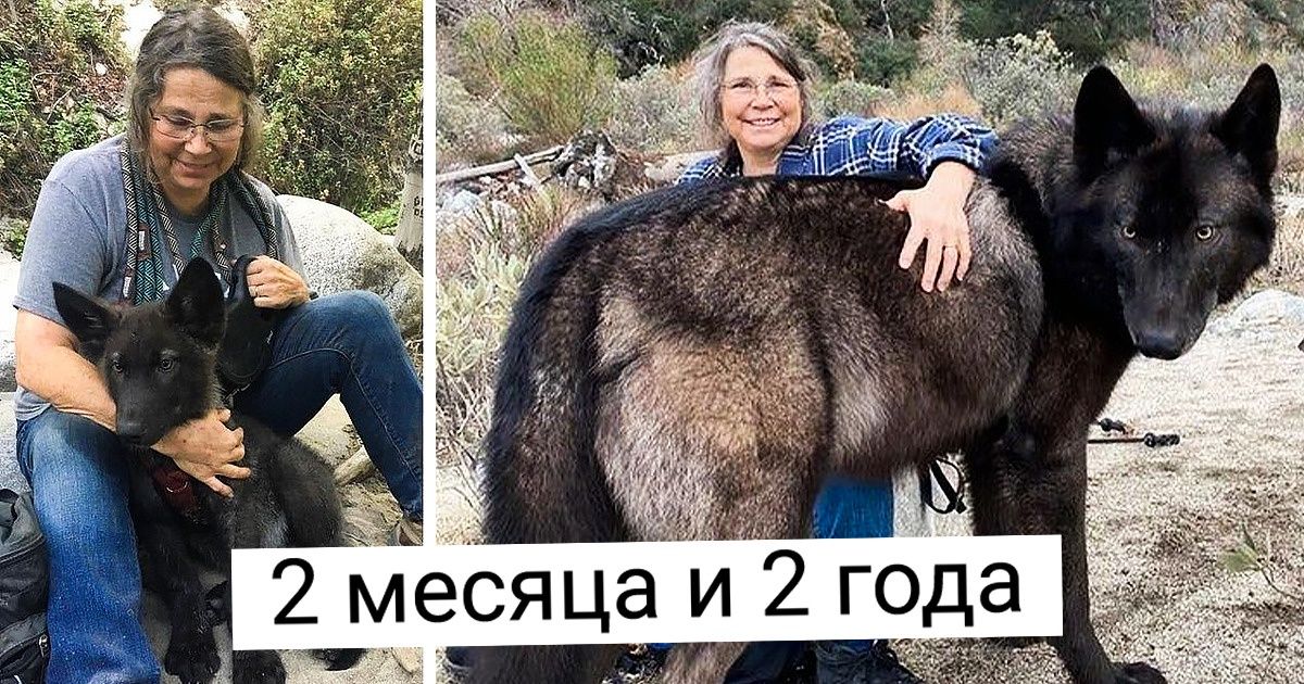 15 маленьких зверят, которые превратились в величественных пушистиков