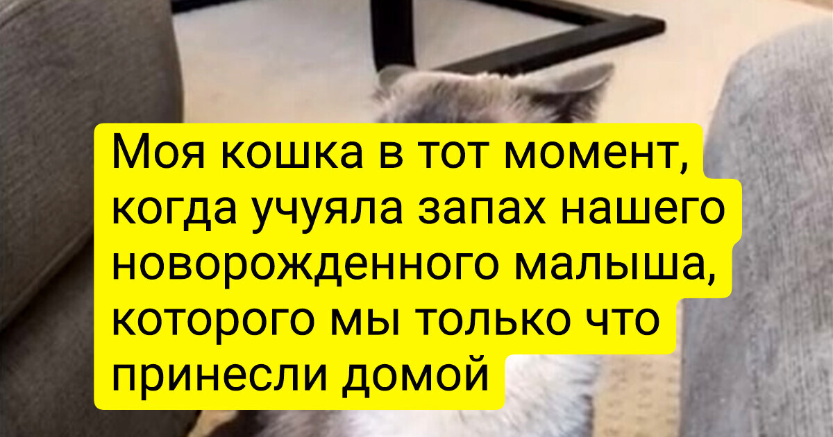 18 питомцев, которым не нужны слова: у них все на мордочках написано