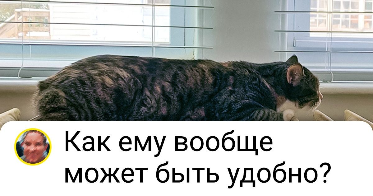 20+ котов-артистов, которые уж если и прилягут, то так, что мимо не пройдешь 20+ котов-артистов, которые уж если и прилягут, то так, что мимо не пройдешь