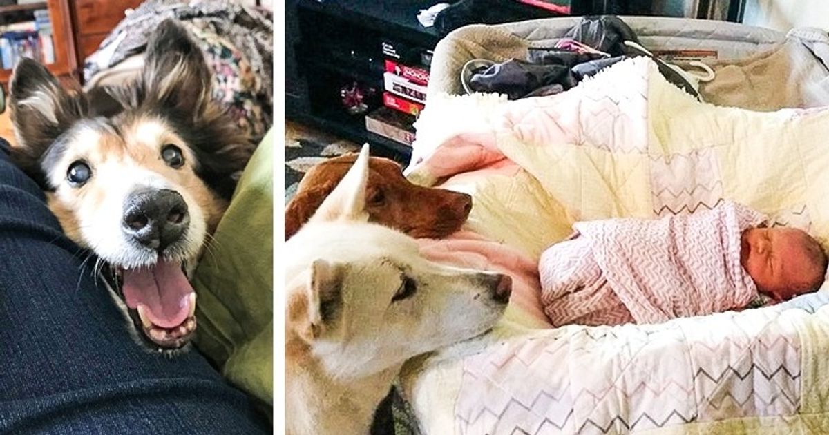 20 человек и их животных, которые просто созданы для того, чтобы быть одной командой