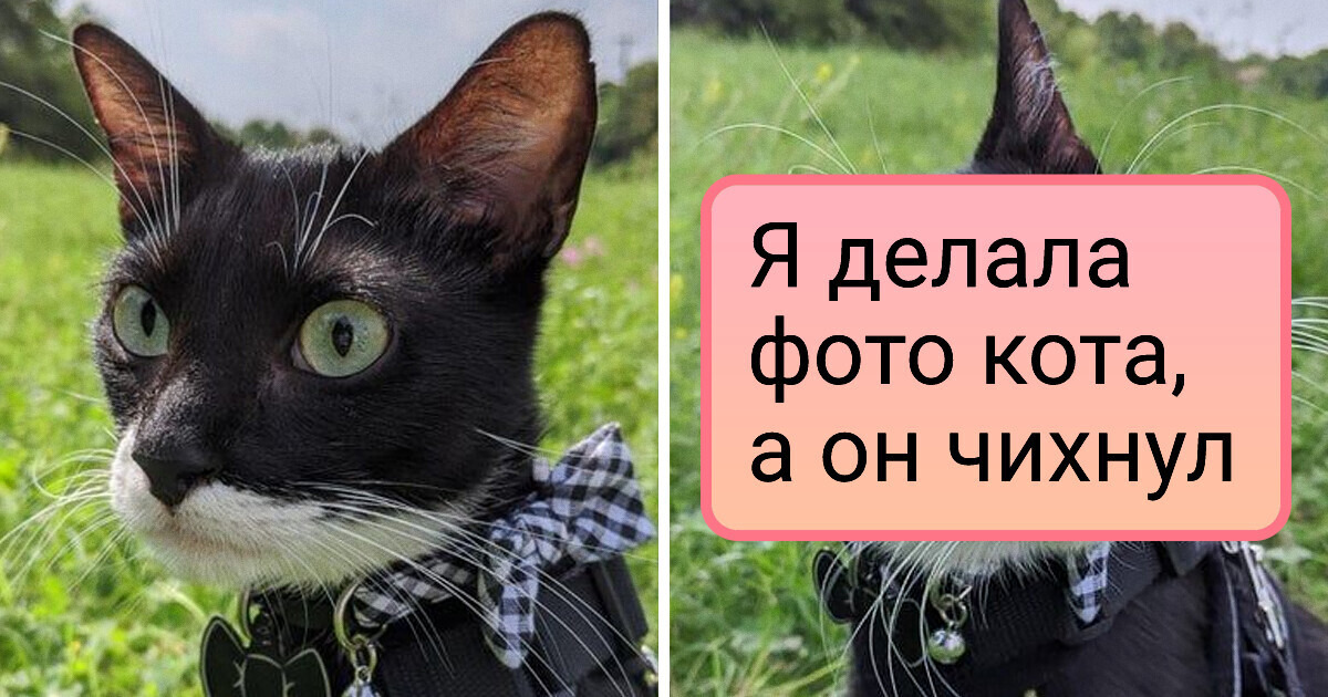 18 фото, на которых птичка вылетела в нужный момент