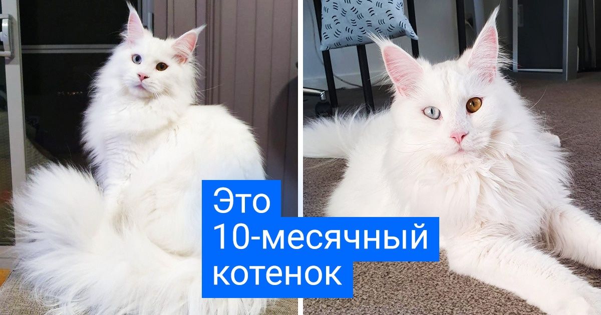 20 кошек, в которых больше мистики, чем в «Секретных материалах»