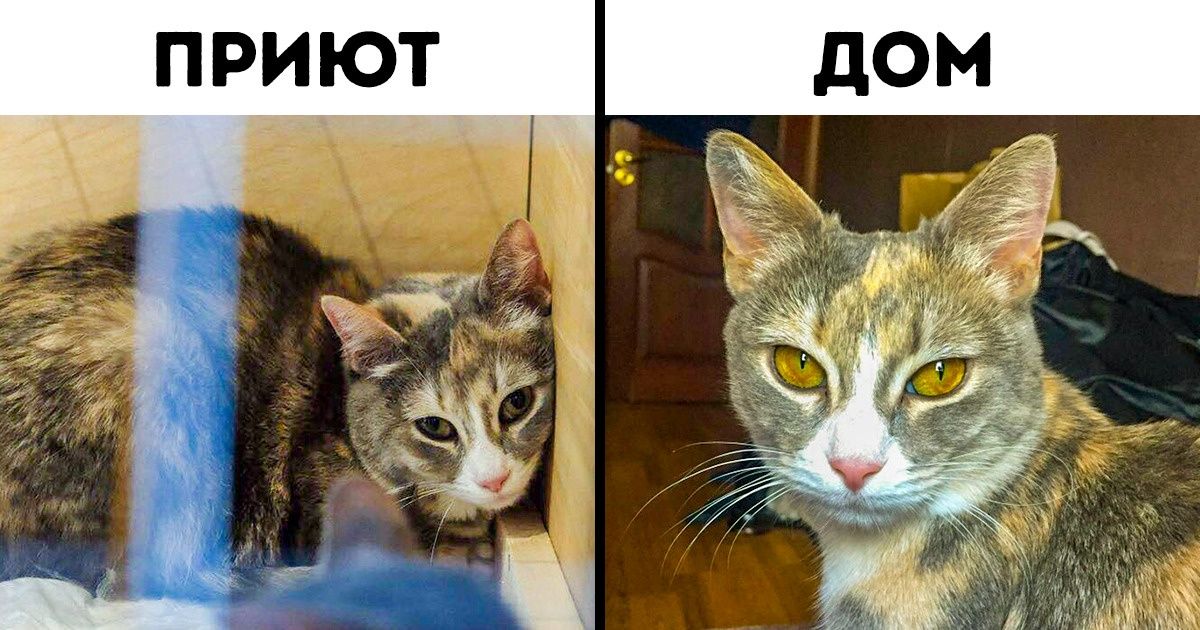 9 вещей, которые необходимо знать, прежде чем взять животное из приюта 9 вещей, которые необходимо знать, прежде чем взять животное из приюта