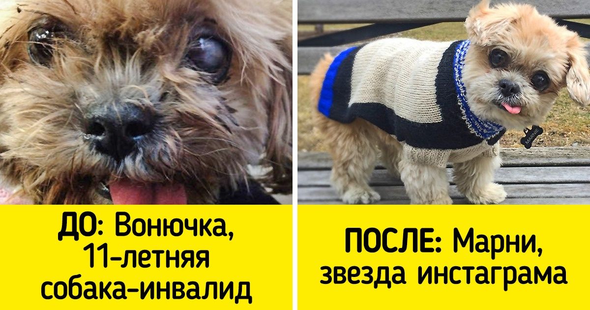 17 стильных животных, которые по праву заслужили свою славу (и вкусняшки) 17 стильных животных, которые по праву заслужили свою славу (и вкусняшки)