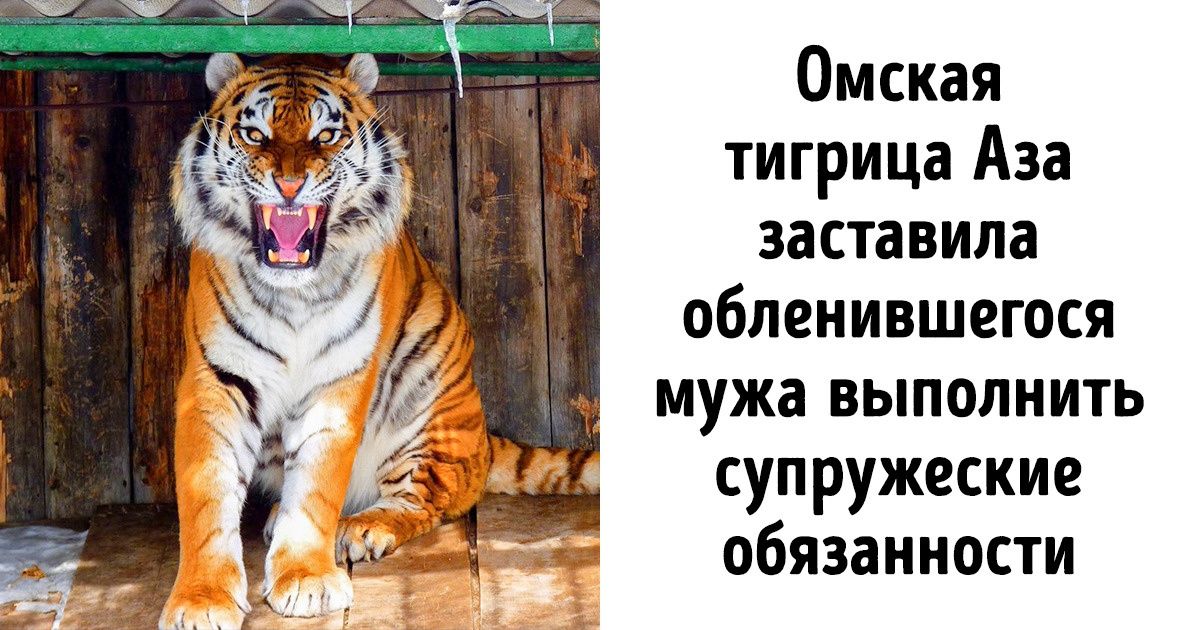23 новости из зоопарка, которые вы будете ждать с еще большим нетерпением, чем новый сезон любимого сериала 23 новости из зоопарка, которые вы будете ждать с еще большим нетерпением, чем новый сезон любимого сериала