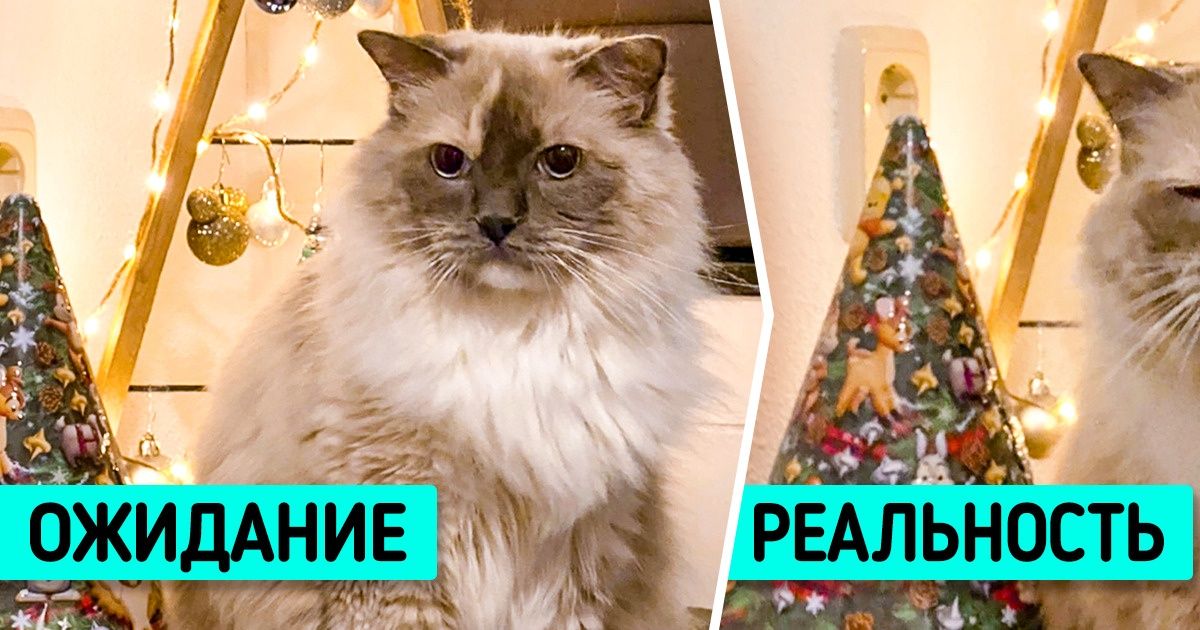 20+ мохнатых прохвостов, которые чихать хотели на этот ваш дух Рождества 20+ мохнатых прохвостов, которые чихать хотели на этот ваш дух Рождества