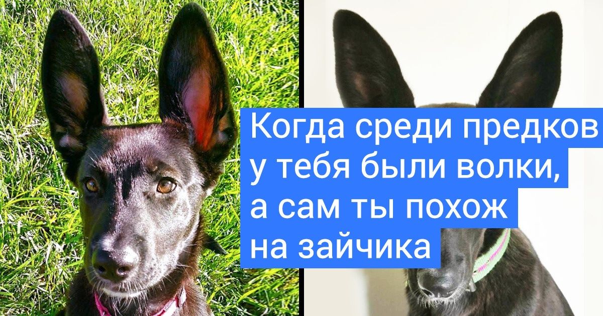 20+ животных, создавая которых Вселенная явно была в хорошем настроении