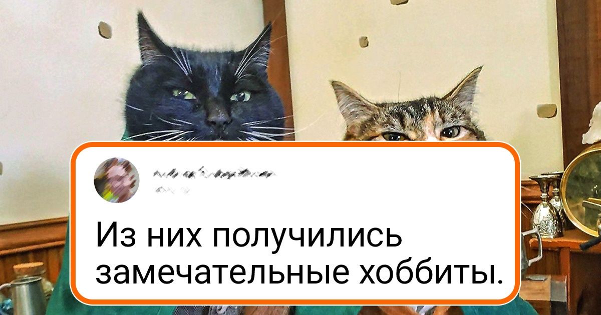 15+ животных, которые так похожи на людей, что вот-вот начнут права на жилплощадь предъявлять 15+ животных, которые так похожи на людей, что вот-вот начнут права на жилплощадь предъявлять