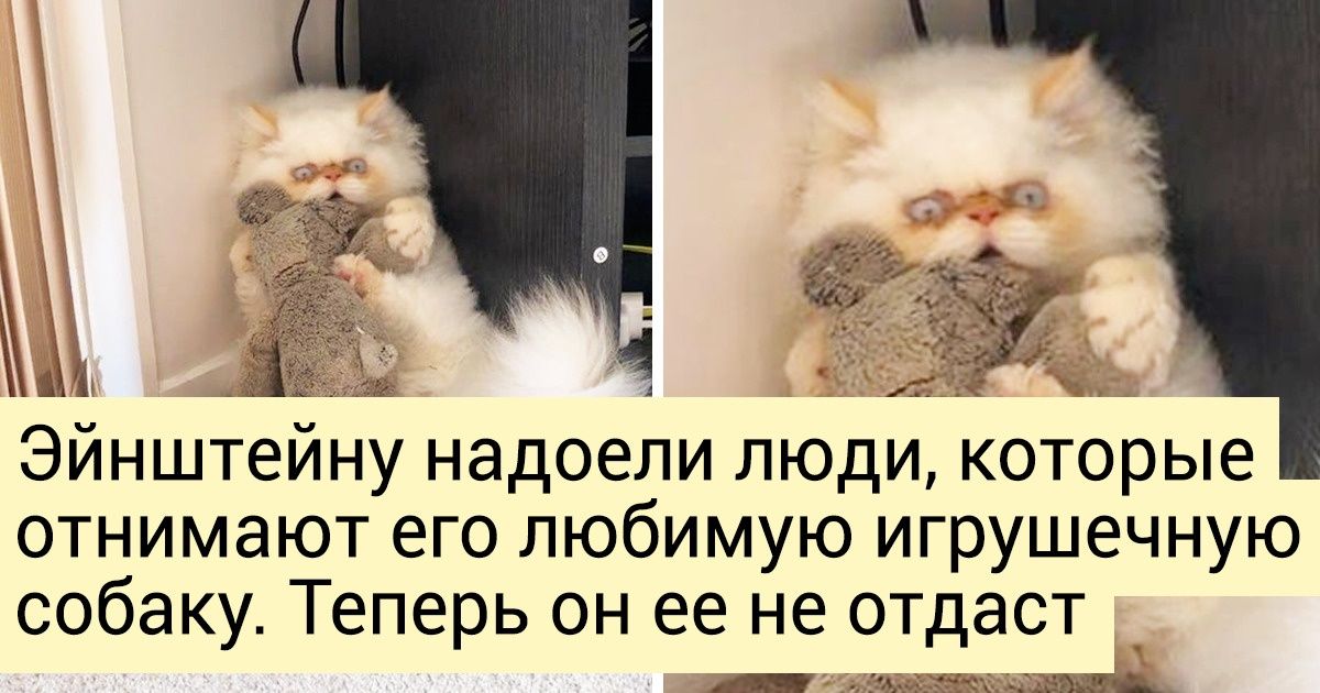 18 животных, которые плевать хотели на то, что они милые и пушистые