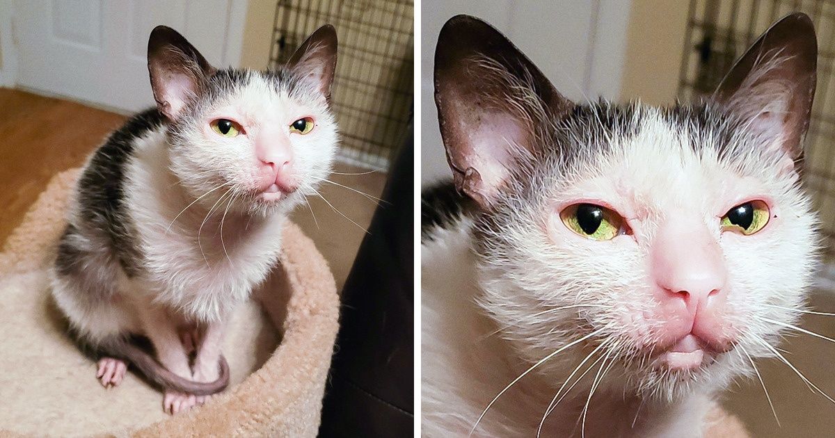 15+ домашних животных, чьи генетические особенности — вишенка на торте их очарования