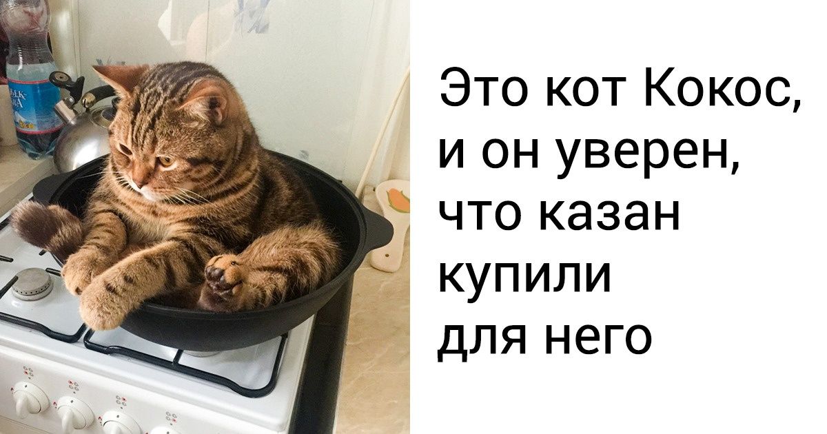 19 беспардонных котов, которые точно знают, кто в доме хозяин