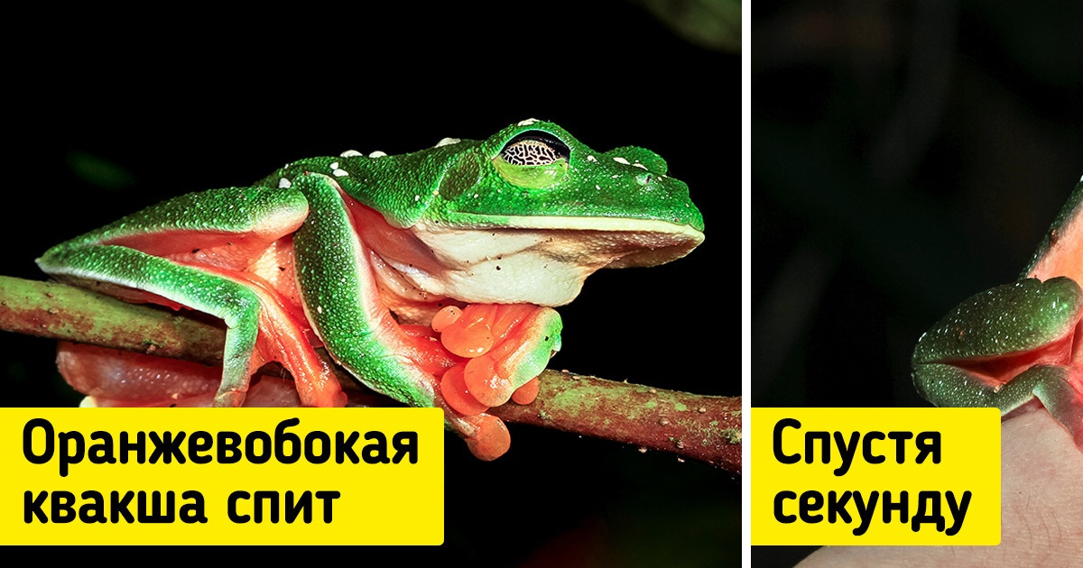 20 диковинных созданий, которые попали к нам словно с другой планеты 20 диковинных созданий, которые попали к нам словно с другой планеты