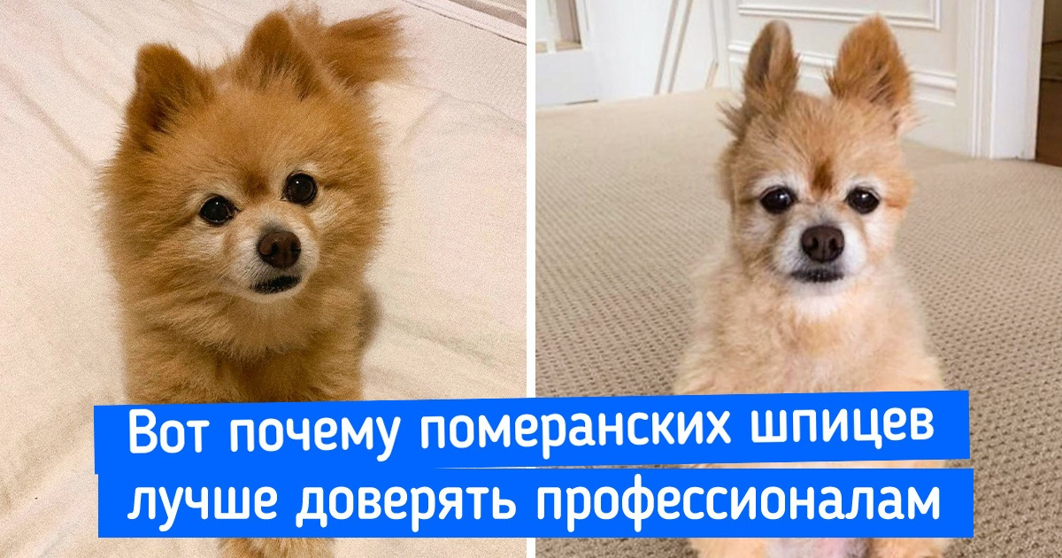 17 питомцев после стрижки, которых так и хочется утешить фразой «Шерсть не зубы — отрастет»