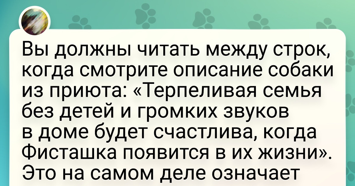 20+ твитов о милых домашних животных, которые наполняют нашу жизнь любовью и смехом
