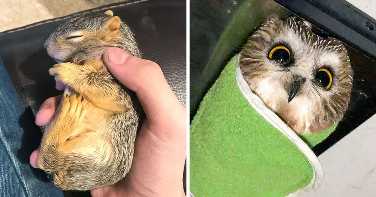 19 диких животных, которым люди нашли место не только в сердце, но и в доме 19 диких животных, которым люди нашли место не только в сердце, но и в доме