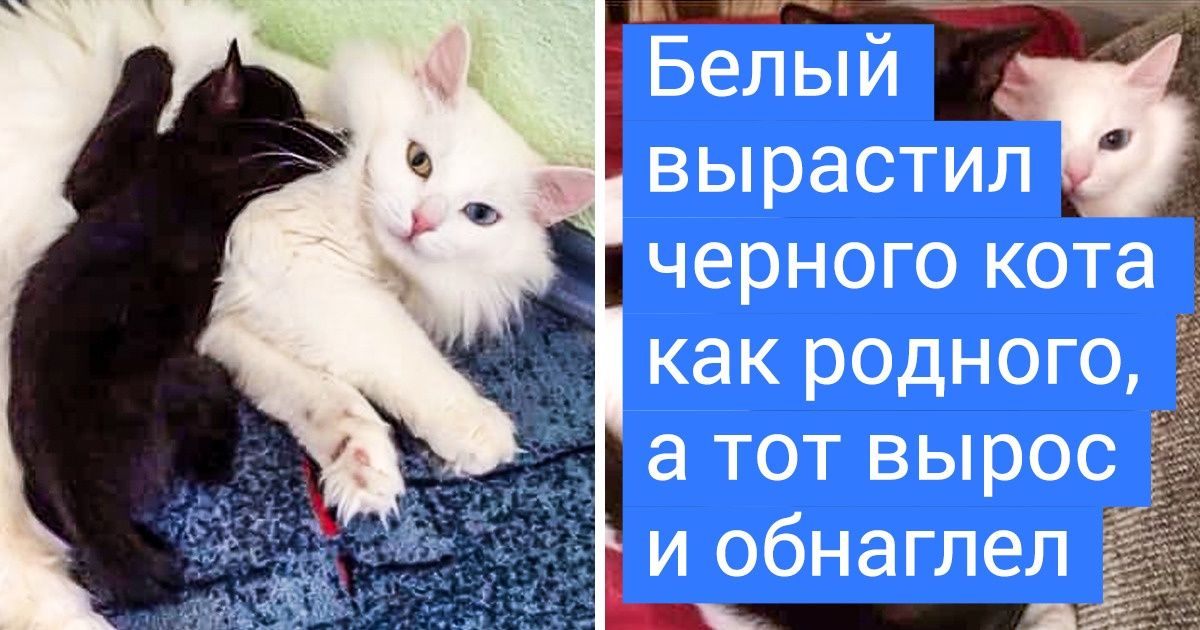 20+ взрослых мордах, которые не собираются менять свои детские привычки, хоть ты тресни