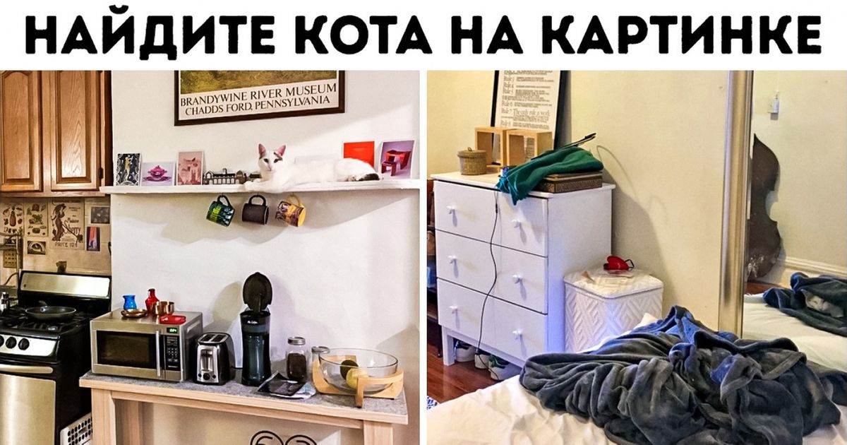Способы найти кошку. Способы найти кошку