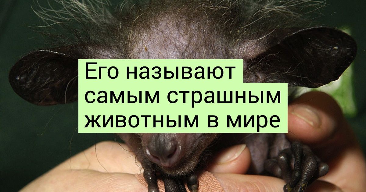 12 животных, встречи с которыми многие боятся. А зря, ведь они совершенно безобидны 12 животных, встречи с которыми многие боятся. А зря, ведь они совершенно безобидны
