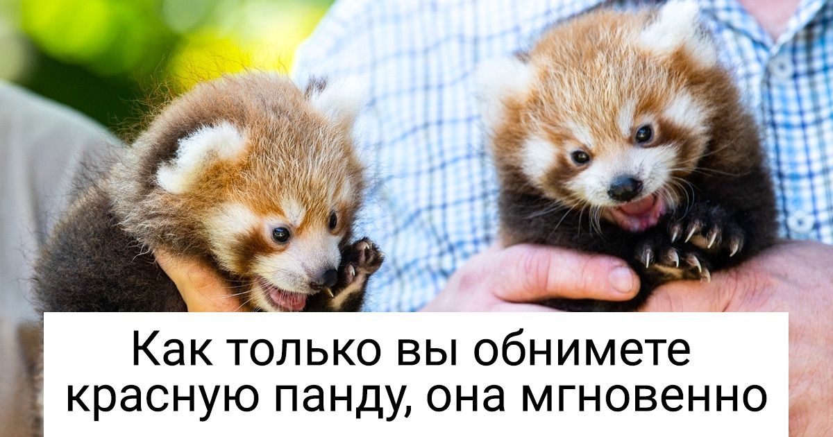 11 животных, которые кажутся всем нам чертовски милыми, потому что мы не знаем их секрет 11 животных, которые кажутся всем нам чертовски милыми, потому что мы не знаем их секрет