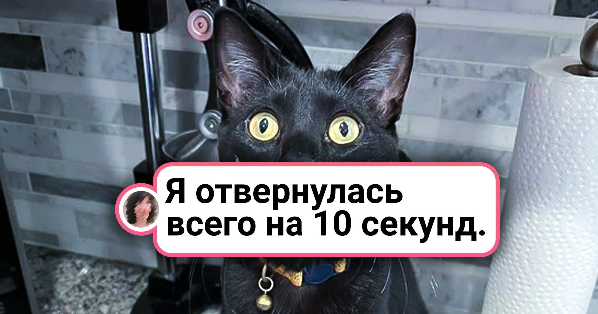 18 питомцев, чья логика внезапно вышла погулять 18 питомцев, чья логика внезапно вышла погулять