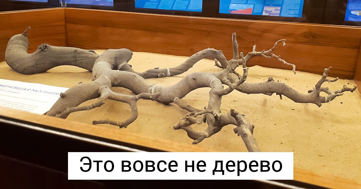 19 бесспорных доказательств того, что у природы еще немало козырей в рукаве