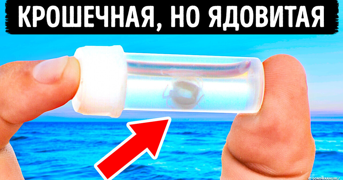 Их сложно разглядеть. Но если увидите, бегите! Их сложно разглядеть. Но если увидите, бегите!