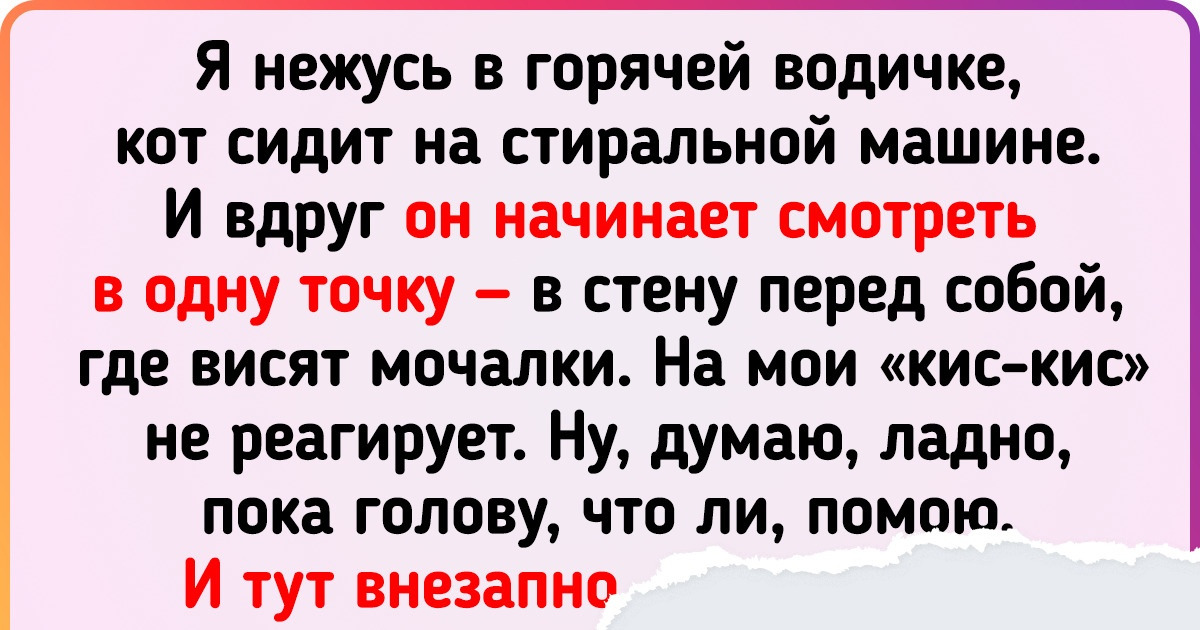 15+ случаев, когда владельцы кошек выдохнули: «Да ладно. Мистика какая-то» 15+ случаев, когда владельцы кошек выдохнули: «Да ладно. Мистика какая-то»