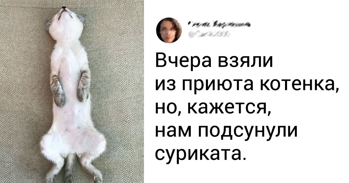 19 котов, для которых отдых может быть комфортным в любом месте и в любой позе 19 котов, для которых отдых может быть комфортным в любом месте и в любой позе