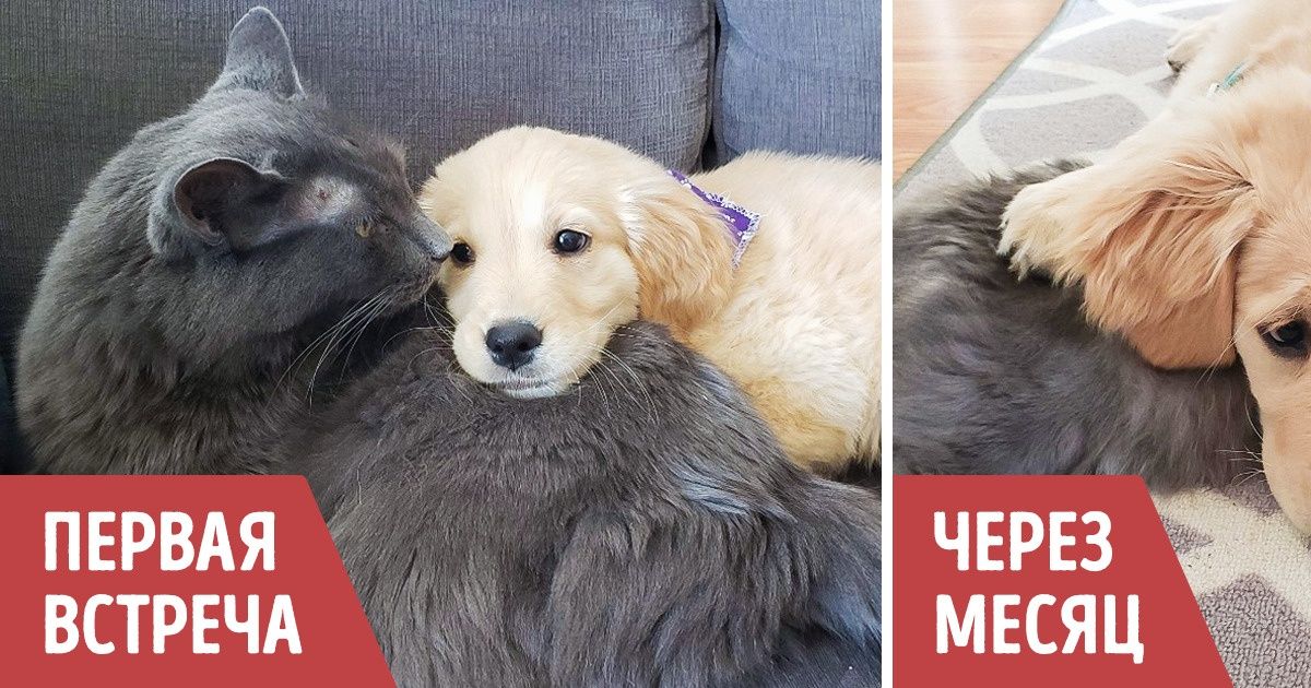 20+ доказательств того, что между кошками и собаками уже давно нет никакой вражды
