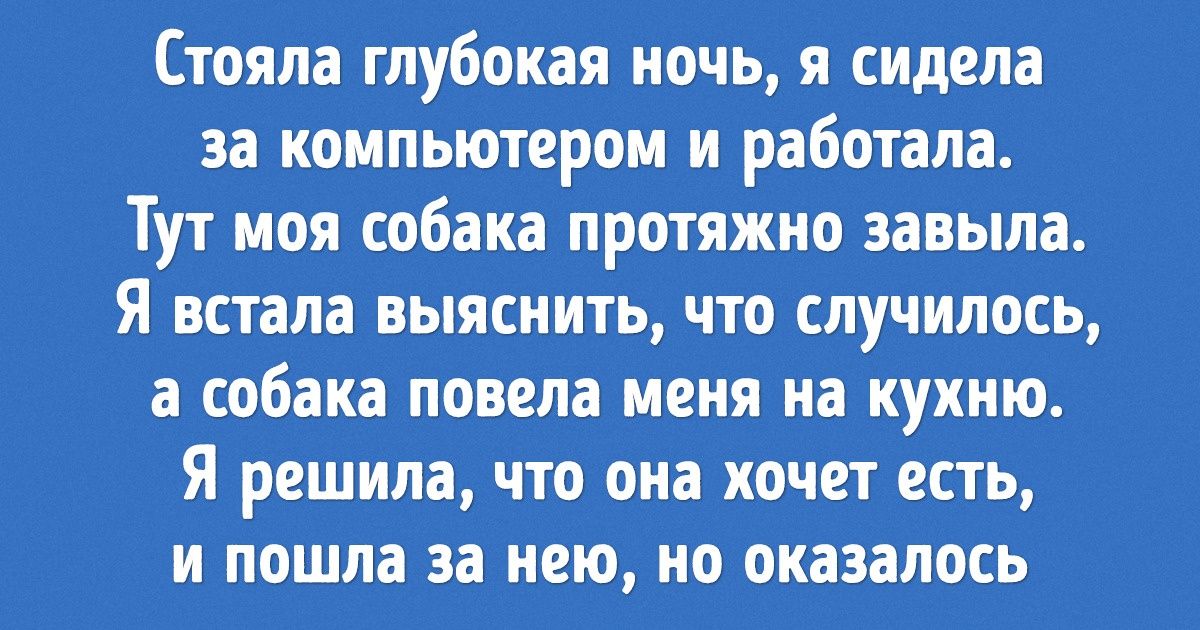 20+ случаев, когда домашние питомцы поразили хозяев своим интеллектом 20+ случаев, когда домашние питомцы поразили хозяев своим интеллектом