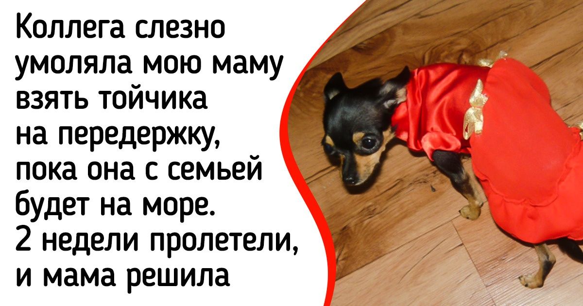 19 хвостатых питомцев, которые встретили своего человека и получили билет в лучшую жизнь