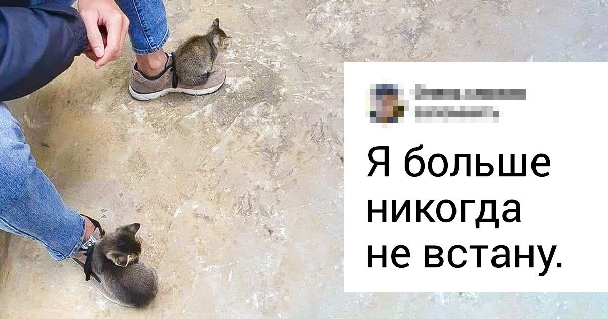 18 пушистых наглецов, которым никто не сказал, что хозяева в доме — люди 18 пушистых наглецов, которым никто не сказал, что хозяева в доме — люди