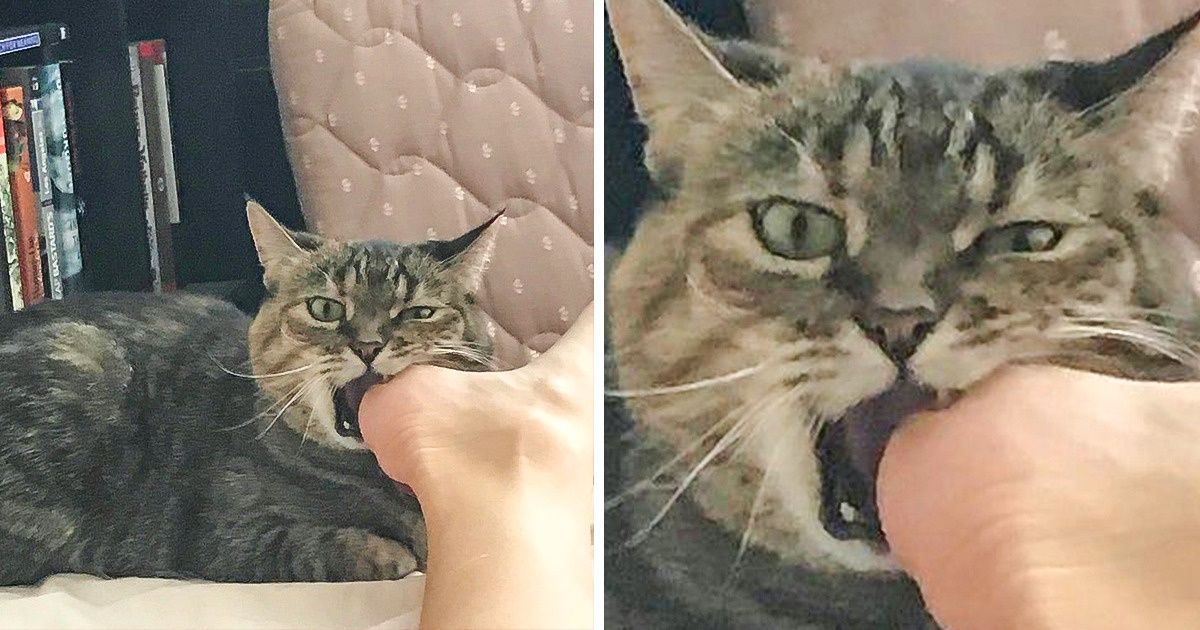 20 котов, которые совсем не стесняются пускать в ход «кусь» при первой же возможности