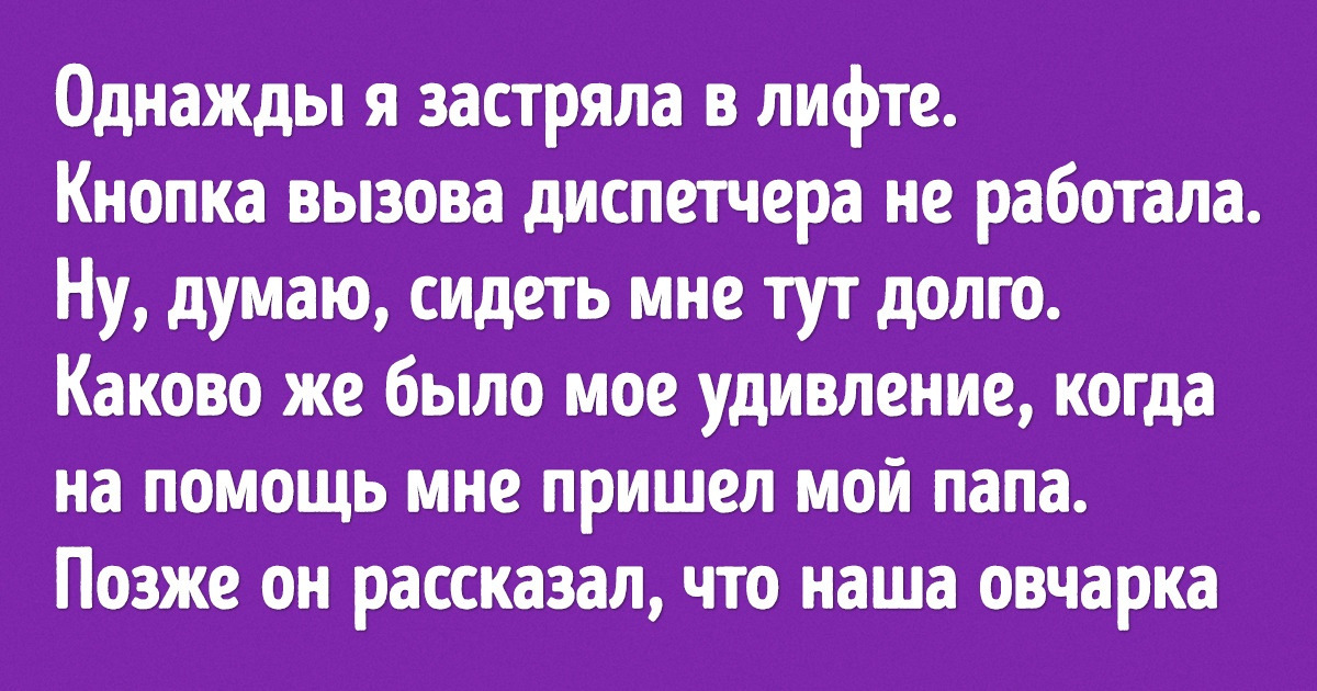 20+ человек рассказали, как домашние питомцы поразили их своим интеллектом
