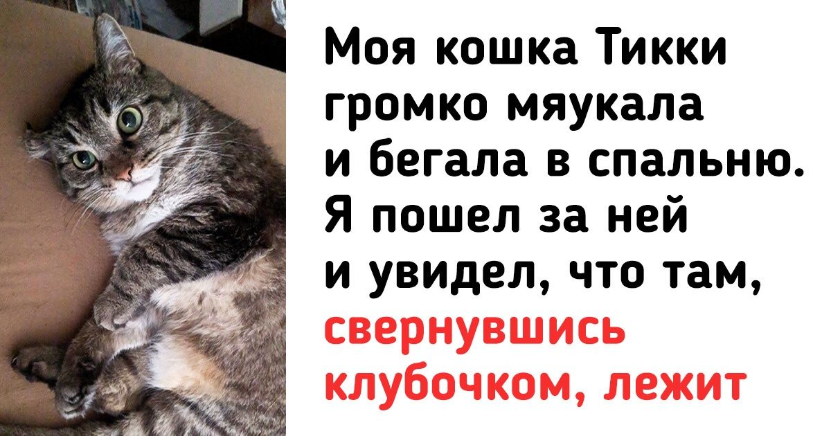 18 ответственных питомцев, которые, кажется, решили отработать свой корм на 20 лет вперед 18 ответственных питомцев, которые, кажется, решили отработать свой корм на 20 лет вперед