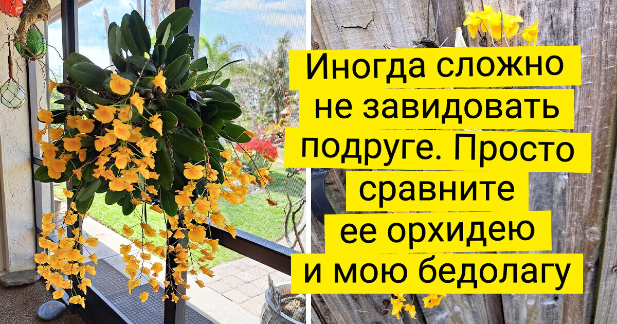 20+ фанатов растений, которым своенравные орхидеи заменили домашних питомцев 20+ фанатов растений, которым своенравные орхидеи заменили домашних питомцев