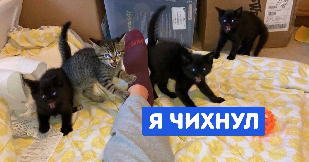 20+ снимков котят, способных растопить сердце даже Волан-де-Морта