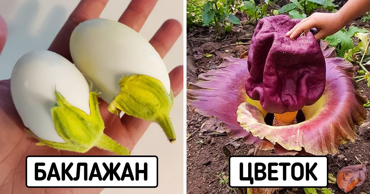 18 фотографий, которые доказывают, что природа прячет от нас много невиданных чудес 18 фотографий, которые доказывают, что природа прячет от нас много невиданных чудес