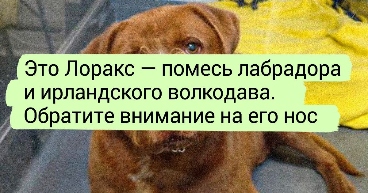 15+ очаровательных собак, в которых дикая смесь пород приправлена приличной порцией обаяния 15+ очаровательных собак, в которых дикая смесь пород приправлена приличной порцией обаяния