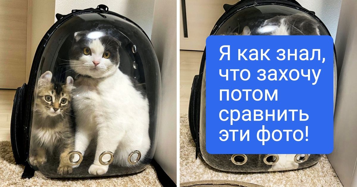 20 фото выросших питомцев, которые с годами только приумножили свой шарм 20 фото выросших питомцев, которые с годами только приумножили свой шарм