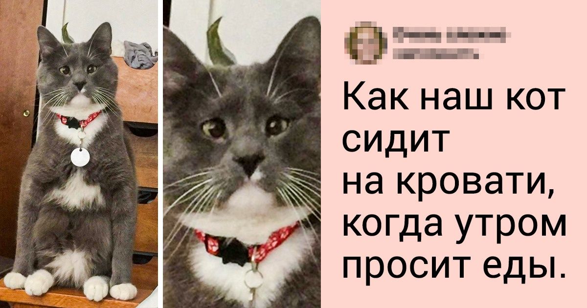 20+ пушистых негодников, которые ради еды скоро и говорить начнут 20+ пушистых негодников, которые ради еды скоро и говорить начнут