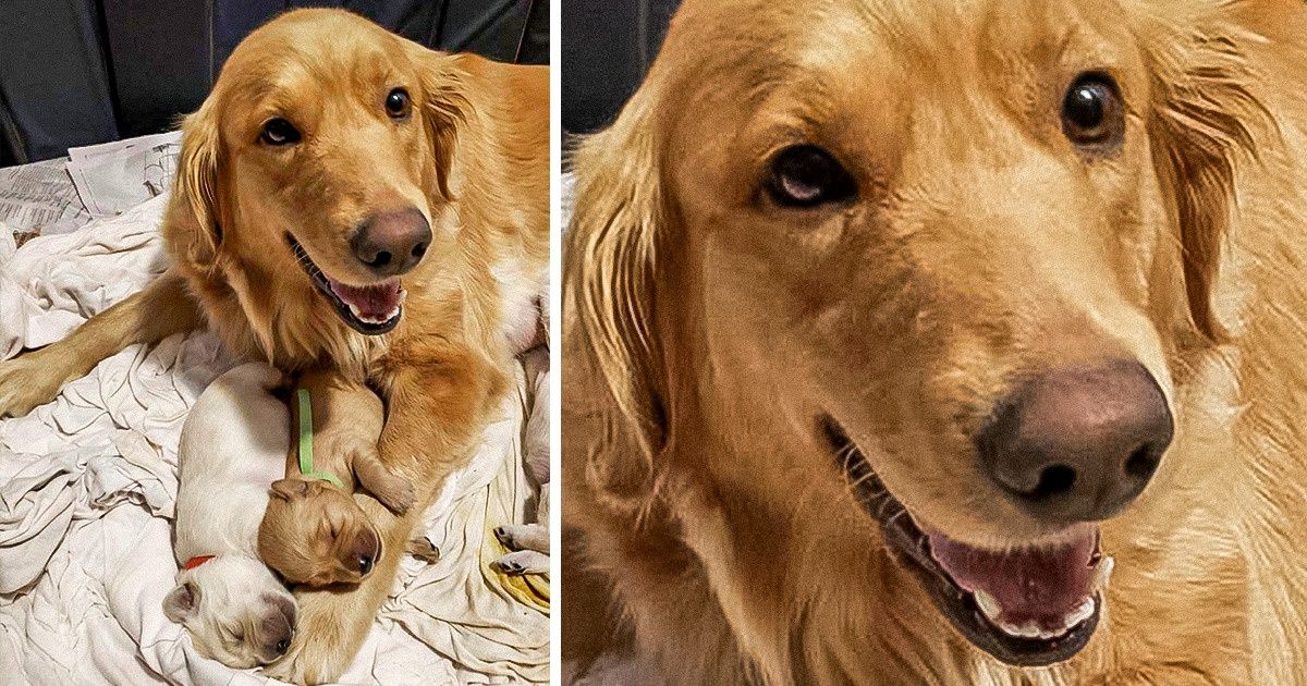 14 доказательств того, что мамы всегда остаются мамами, даже если они мохнаты или пернаты