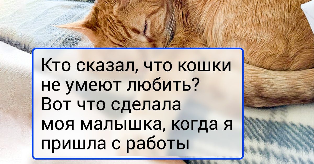 20 любящих питомцев, которые и дня не могут прожить без своего ненаглядного человека 20 любящих питомцев, которые и дня не могут прожить без своего ненаглядного человека